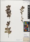Foto von Salix myrsinifolia Salisb.